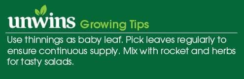 Spinach Cello F1 Seeds Unwins Growing Tips